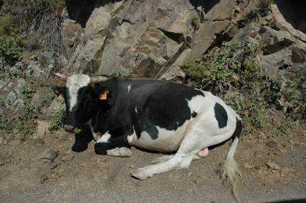 Une vache noire et blanche couchée au bord de la route