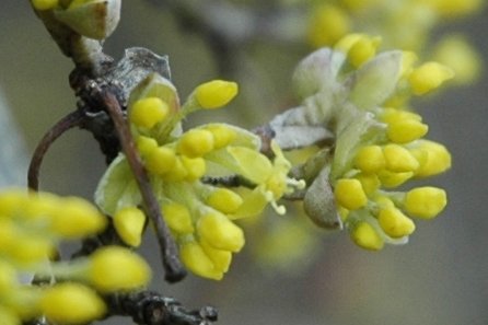 Arbuste à petites fleurs jaunes