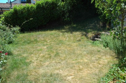 Photo d'herbe seche dans le jardin.